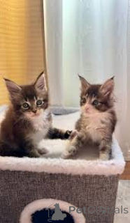 Foto №2 zu Ankündigung № 161089 zu verkaufen maine-coon-katze - einkaufen Finnland quotient 	ankündigung, züchter