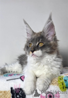 Foto №1. maine-coon-katze - zum Verkauf in der Stadt Darmstadt | 350€ | Ankündigung № 153575