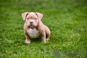 Foto №4. Ich werde verkaufen american bully in der Stadt Sarajevo.  - preis - verhandelt