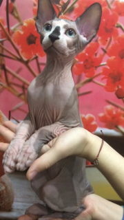 Foto №2 zu Ankündigung № 1423 zu verkaufen sphynx cat - einkaufen Russische Föderation vom kindergarten