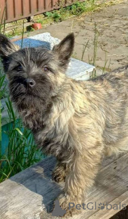 Foto №2 zu Ankündigung № 156660 zu verkaufen cairn terrier - einkaufen Serbien 