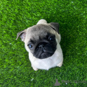 Foto №3. Mops Welpen bereit, nach Hause zu gehen. USA