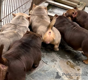 Foto №4. Ich werde verkaufen  in der Stadt Bremen. quotient 	ankündigung, züchter - preis - 7800€