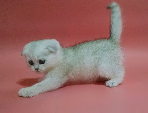 Foto №3. Schottische Kätzchen. Silberner Scottish Fold Boy.. Ukraine