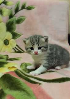 Foto №4. Ich werde verkaufen schottische faltohrkatze in der Stadt Obukhov. züchter - preis - 72€