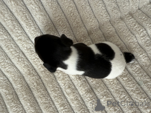 Foto №2 zu Ankündigung № 145995 zu verkaufen jack russell terrier - einkaufen Georgien züchter