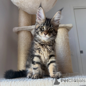 Foto №2 zu Ankündigung № 171097 zu verkaufen maine-coon-katze - einkaufen Schweden züchter