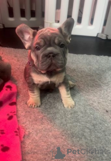 Foto №2 zu Ankündigung № 107206 zu verkaufen französische bulldogge - einkaufen USA 
