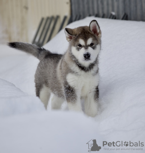 Foto №1. alaskan malamute - zum Verkauf in der Stadt Димитровград | verhandelt | Ankündigung № 88248