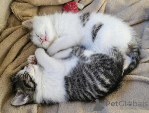 Foto №1. american shorthair - zum Verkauf in der Stadt Espoo | verhandelt | Ankündigung № 170118