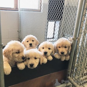 Foto №3. Gesunde, süße Golden Retriever-Welpen stehen jetzt zum Verkauf. Deutschland