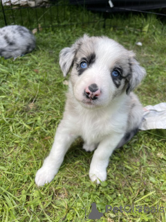 Foto №1. border collie - zum Verkauf in der Stadt Destin | 189€ | Ankündigung № 64141