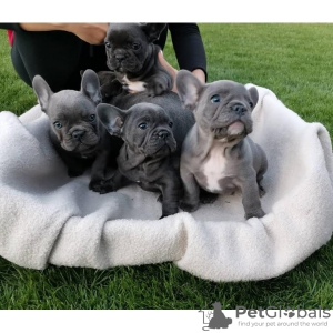 Foto №1. französische bulldogge - zum Verkauf in der Stadt Senftenberg | Frei | Ankündigung № 67935