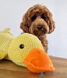 Foto №2 zu Ankündigung № 157667 zu verkaufen labradoodle - einkaufen Deutschland quotient 	ankündigung