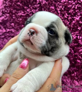 Foto №1. französische bulldogge - zum Verkauf in der Stadt Kuldīga | Frei | Ankündigung № 114079