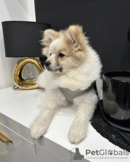 Foto №2 zu Ankündigung № 84403 zu verkaufen pommersche spitz - einkaufen Deutschland quotient 	ankündigung