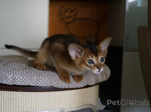 Foto №1. abessinierkatze - zum Verkauf in der Stadt Achenkircch | 350€ | Ankündigung № 171009