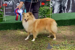 Zusätzliche Fotos: Sheltie-Welpen zu verkaufen