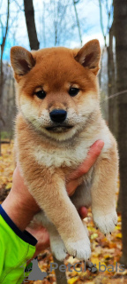 Foto №3. Shiba Inu Welpen für Zucht und Familie. Russische Föderation