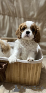 Foto №2 zu Ankündigung № 164753 zu verkaufen cavalier king charles spaniel - einkaufen Serbien züchter