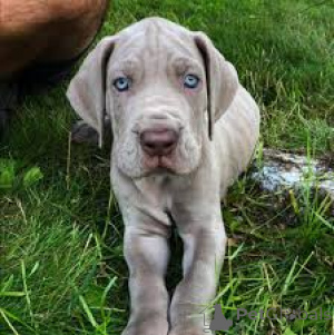 Foto №1. deutsche dogge - zum Verkauf in der Stadt Berlin | 700€ | Ankündigung № 157207