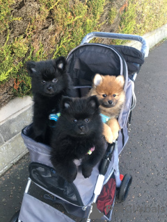 Foto №2 zu Ankündigung № 129001 zu verkaufen pommersche spitz - einkaufen USA quotient 	ankündigung