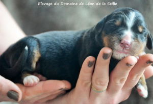 Foto №4. Ich werde verkaufen berner sennenhund in der Stadt Chavaniac-Lafayette. züchter - preis - Verhandelt