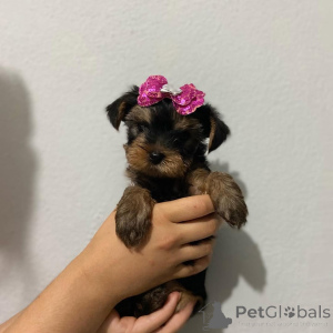 Foto №1. yorkshire terrier - zum Verkauf in der Stadt ŽEelezná Ruda | 300€ | Ankündigung № 174643