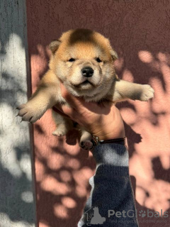 Foto №1. shiba - zum Verkauf in der Stadt Vladičin Han | verhandelt | Ankündigung № 122564