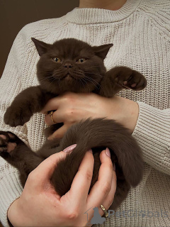 Foto №3. Die Britisch Kurzhaar Zeitlose Schönheit, sanfte Seele. Deutschland