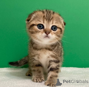 Foto №1. ragdoll-katze - zum Verkauf in der Stadt Weißrussland | verhandelt | Ankündigung № 156689