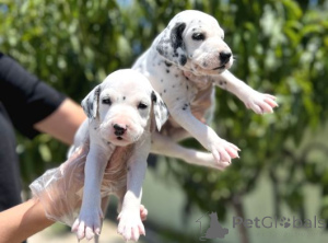 Foto №1. dalmatiner - zum Verkauf in der Stadt Karlsfeld | verhandelt | Ankündigung № 162378