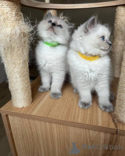 Foto №2 zu Ankündigung № 135776 zu verkaufen ragdoll-katze - einkaufen USA züchter