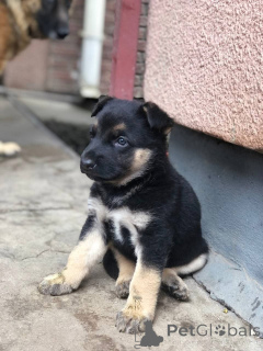 Foto №3. Australischer Schäferhund-Welpe zu verkaufen Deutscher Schäferhund-Welpe zu. Australien