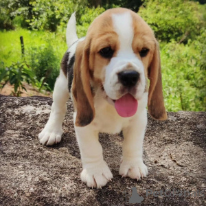 Foto №4. Ich werde verkaufen beagle in der Stadt Bremen. quotient 	ankündigung - preis - 473€