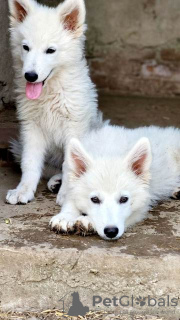 Zusätzliche Fotos: Langhaariger Schweizer Schäferhund, männliche Welpen