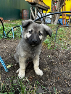 Foto №4. Ich werde verkaufen mischlingshund in der Stadt Москва. quotient 	ankündigung - preis - Frei