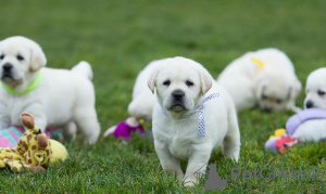 Foto №1. labrador retriever - zum Verkauf in der Stadt Warschau | 800€ | Ankündigung № 63314