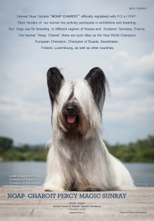 Foto №1. skye terrier - zum Verkauf in der Stadt Санкт-Петербург | 363€ | Ankündigung № 4553