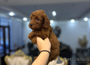 Foto №3. Toy and mini poodle puppies. Serbien