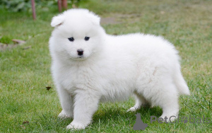Foto №3. Preciosos cachorros Samoyedo en venta. Spanien