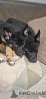 Foto №3. Deutscher Schäferhundwelpe zu verkaufen. Deutschland