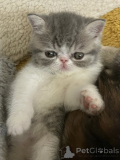 Foto №1. exotische kurzhaarkatze - zum Verkauf in der Stadt Amsterdam | 500€ | Ankündigung № 160774