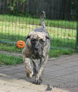 Foto №3. Dogo Canario Welpen. Lettland