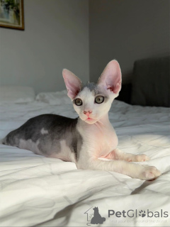 Foto №2 zu Ankündigung № 154285 zu verkaufen devon rex - einkaufen Deutschland quotient 	ankündigung