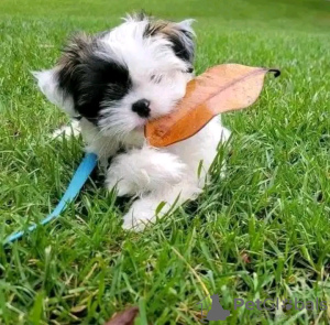 Foto №4. Ich werde verkaufen yorkshire terrier in der Stadt Paris. züchter - preis - verhandelt