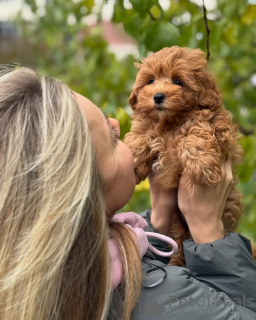 Foto №1. maltipu - zum Verkauf in der Stadt Reykjavík | verhandelt | Ankündigung № 160071