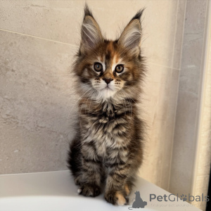 Foto №1. maine-coon-katze - zum Verkauf in der Stadt Prag | verhandelt | Ankündigung № 171099