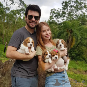 Zusätzliche Fotos: Wunderschöne Beagle-Welpen zu verkaufen