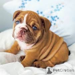 Foto №2 zu Ankündigung № 166578 zu verkaufen englische bulldogge - einkaufen Belgien quotient 	ankündigung, züchter